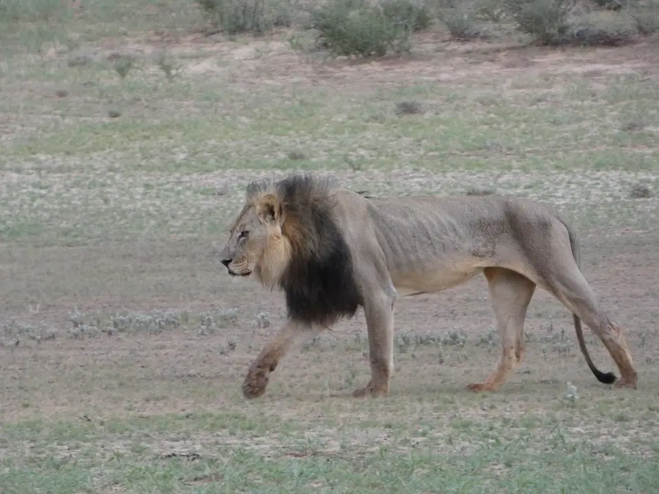 P1000230-l.jpg