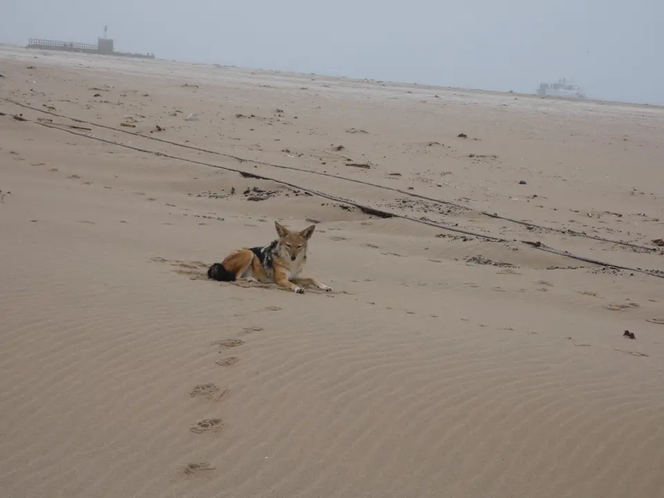 P1000854-l.jpg