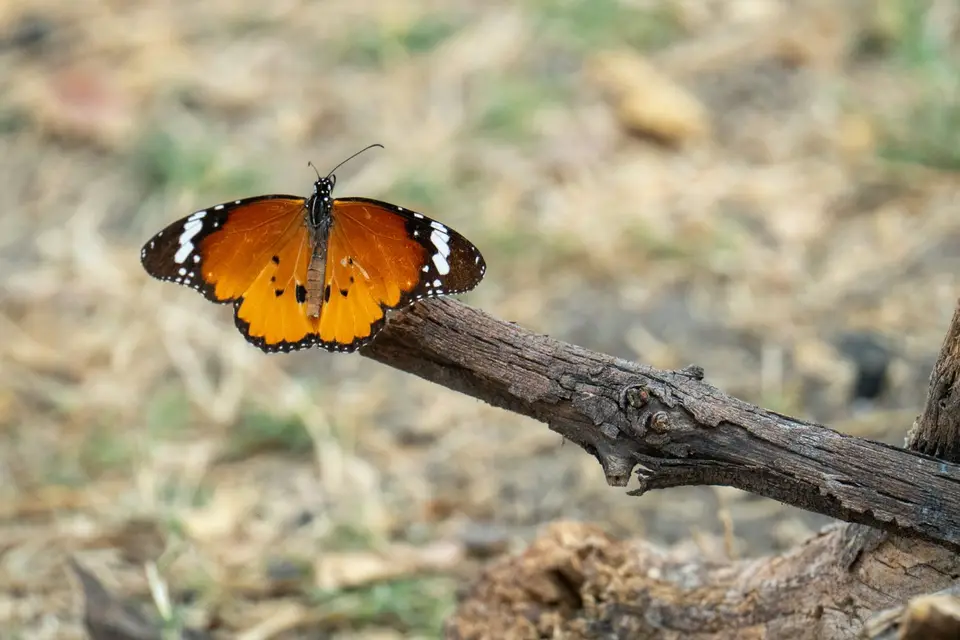 DSC00742.jpg