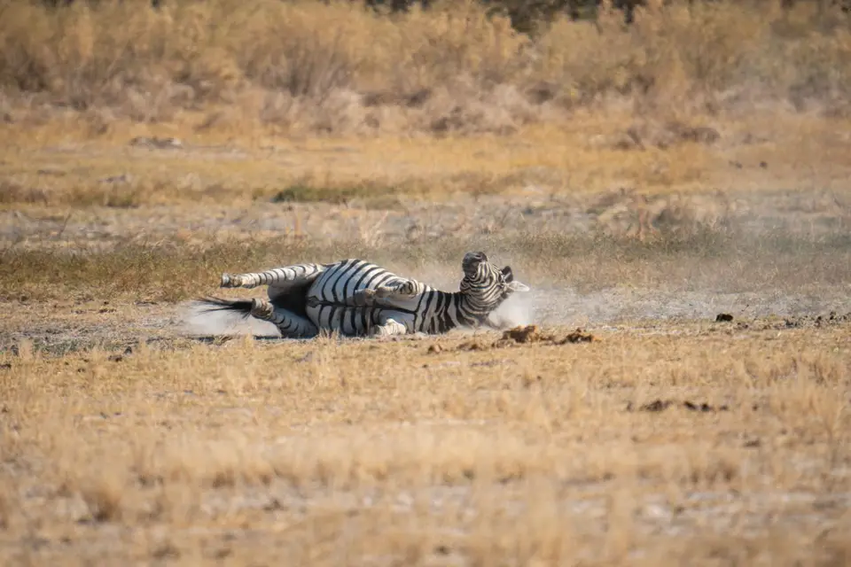 DSC09954.jpg
