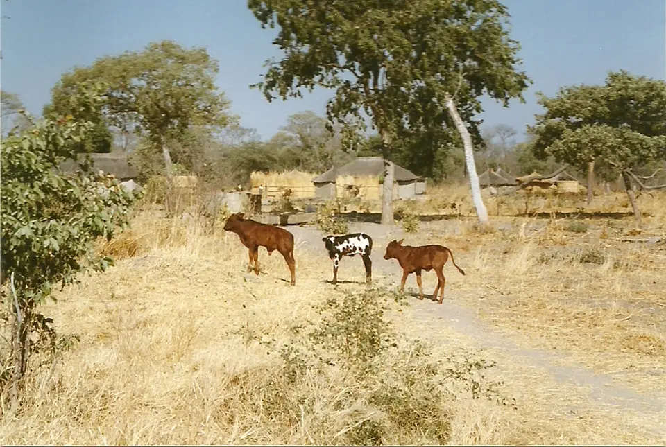 h423c686.jpg