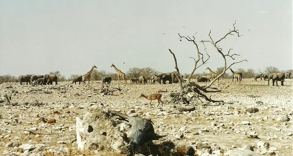 h907394c.jpg