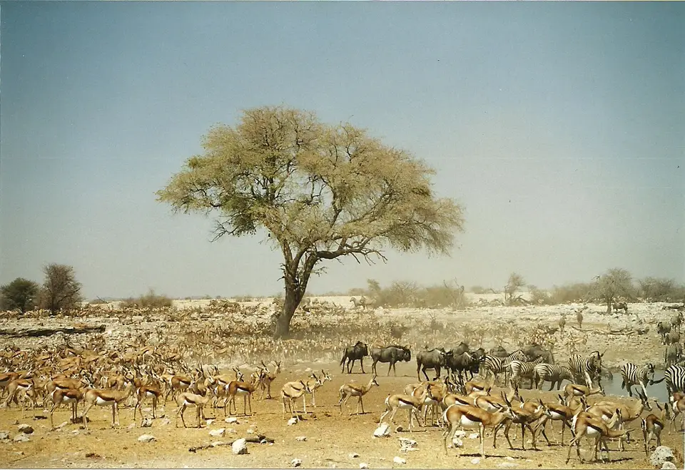 ha5a1992.jpg