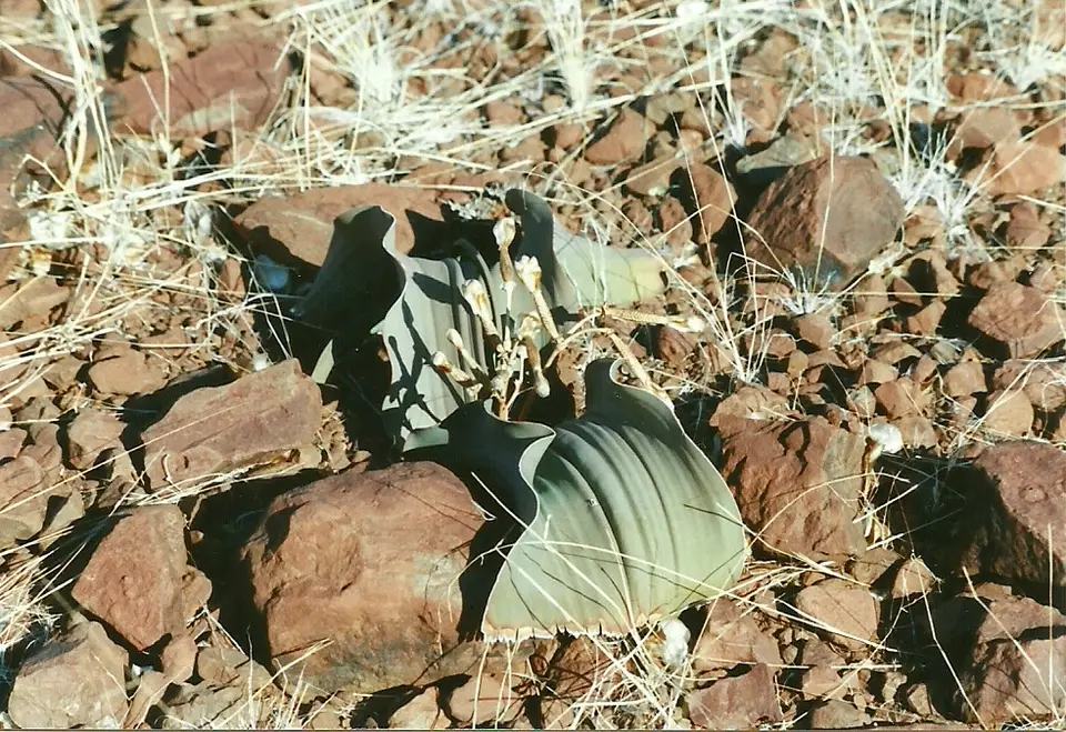 hc8a05f8.jpg