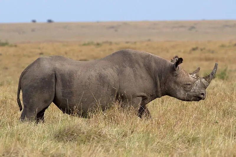 Black-Rhino-Serengeti.jpg