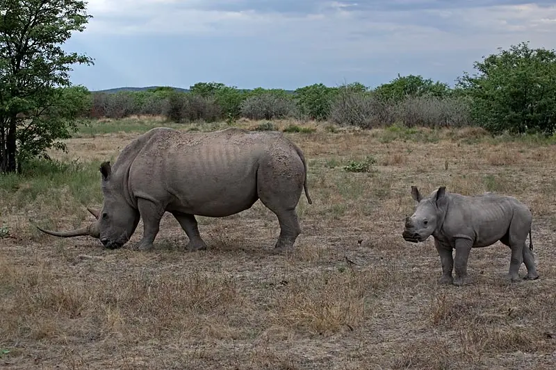 Longhorm-mit-Kalb.jpg
