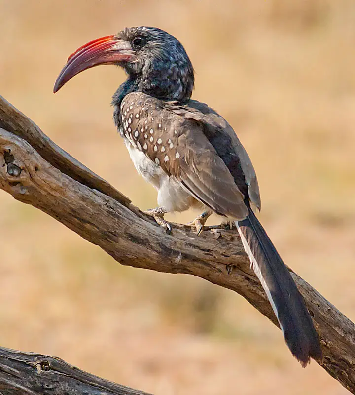 Monteiros-Hornbill.jpg