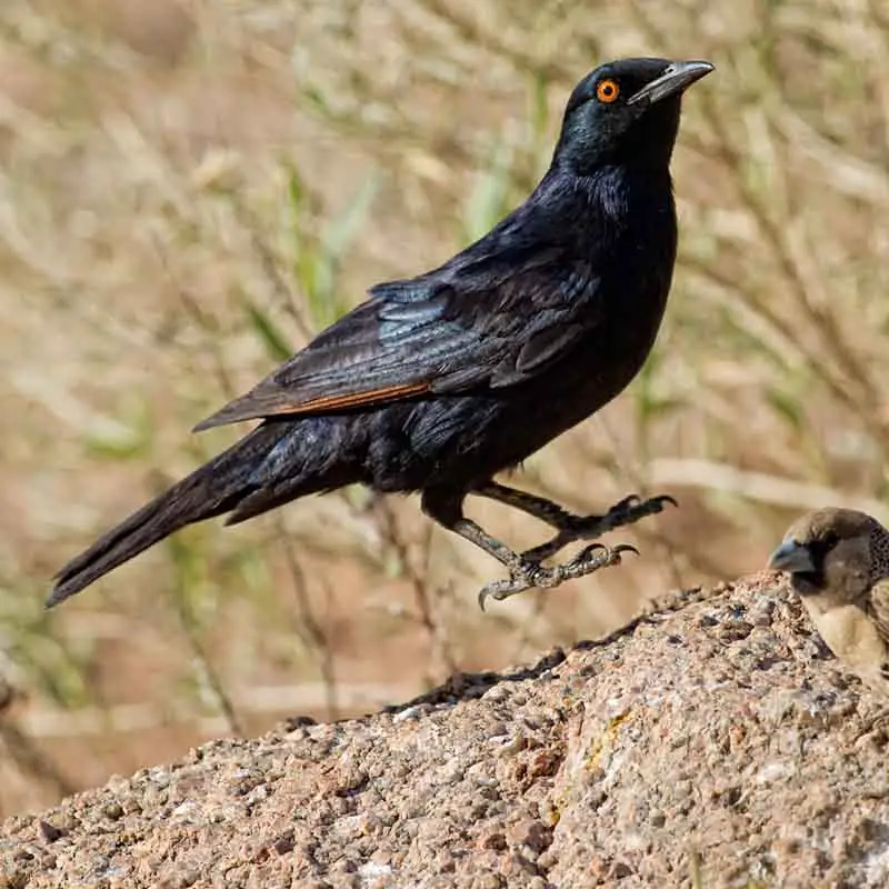 Pale-wingedStarling.jpg