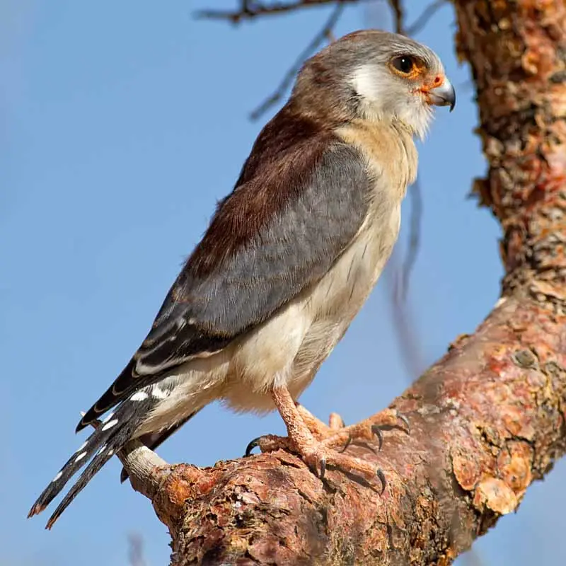 PygmyFalcon.jpg