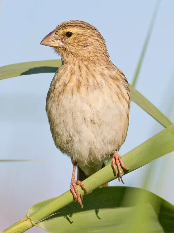 SouthernRedBishopfemale.jpg