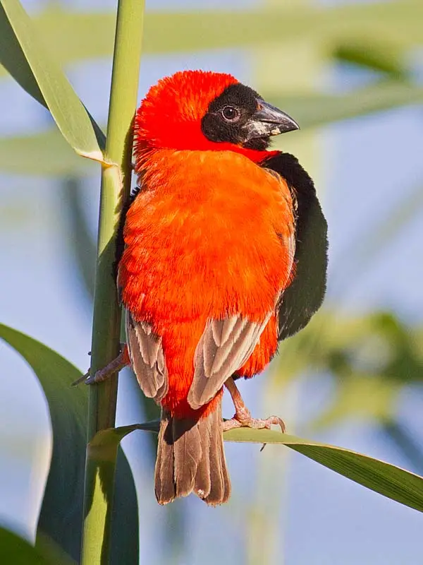 SouthernRedBishopmale.jpg
