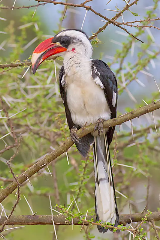 Van-der-Deckens-Hornbill.jpg