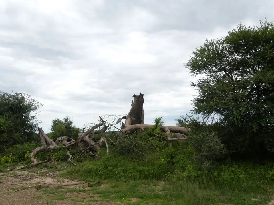 P1000178.JPG