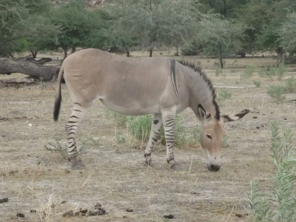 Zebra-Esel-Ameib.jpg