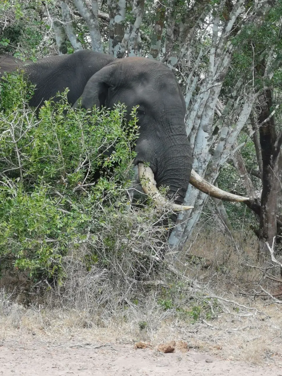Tusker1-2.jpg