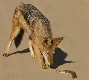 1jackal.jpg