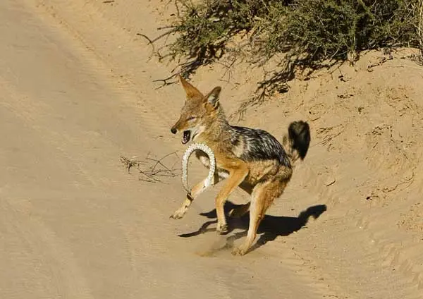 3jackal.jpg