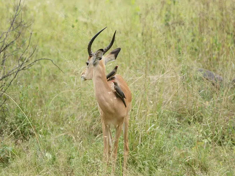 002-Impala.JPG