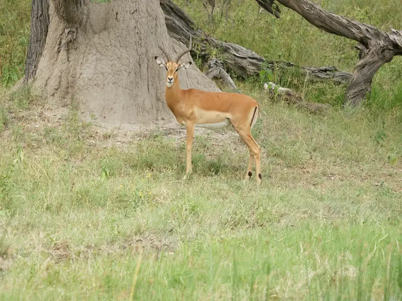 002a-Impala.JPG