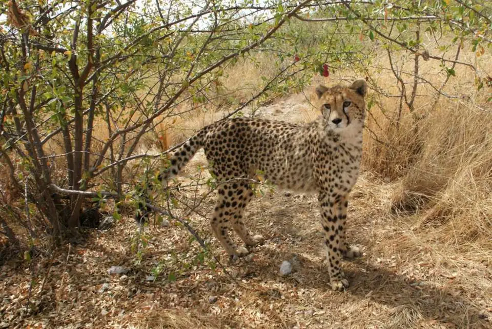 Gepard1.jpg
