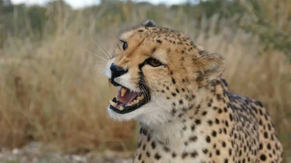 Gepard2.jpg