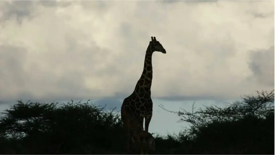 GiraffeMR102.jpg