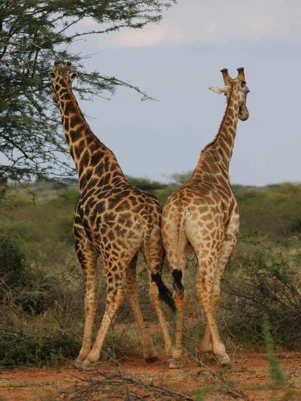 GiraffeMR131.JPG