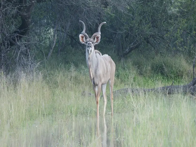 Kudu.JPG