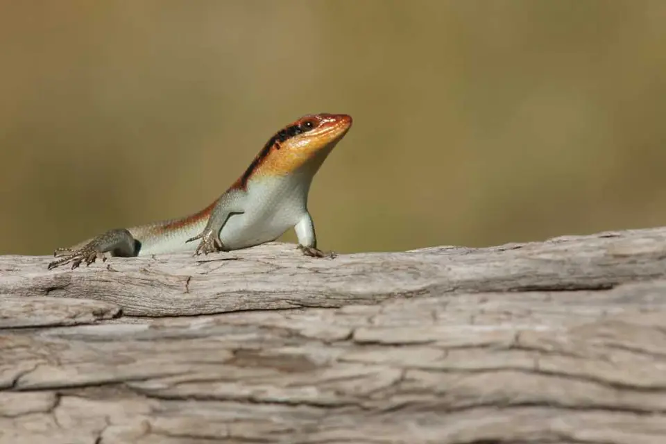 Skink-TrachylepiswahlbergiiMR002.JPG
