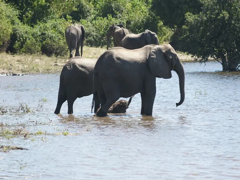 k-Elephant-CMR102.JPG