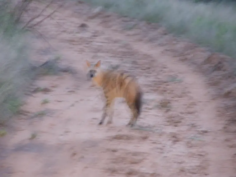 k-ErdwolfMR002.JPG