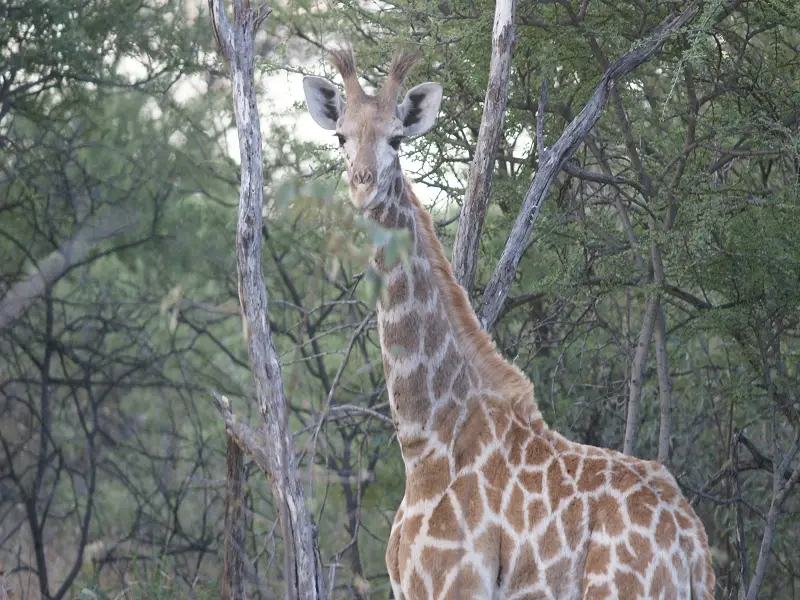 k-GiraffeMR110_2011-06-07.JPG