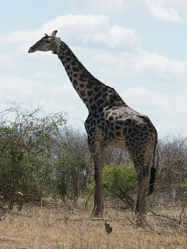 k-Giraffe-schw-BulleMR111.JPG