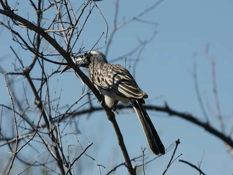 k-GrautokoMR100.JPG