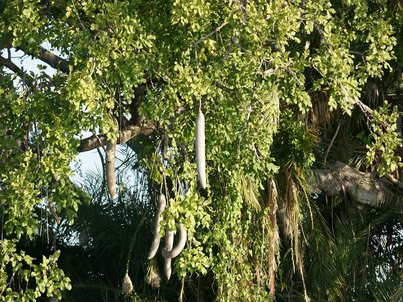 k-Leberwurstbaum.JPG