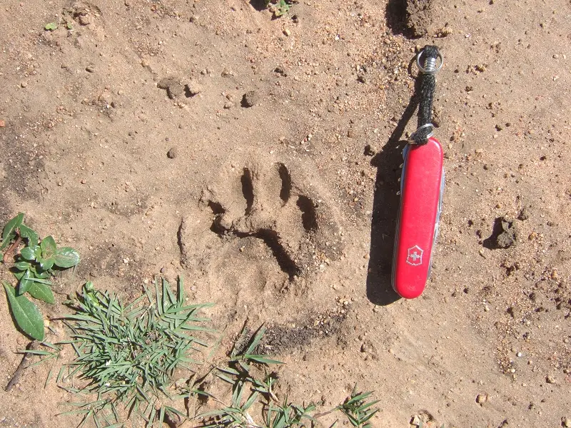 k-LeopardenspurMR002.JPG
