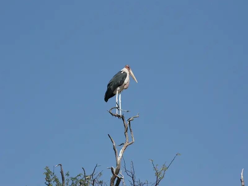 k-MarabuMR106.JPG