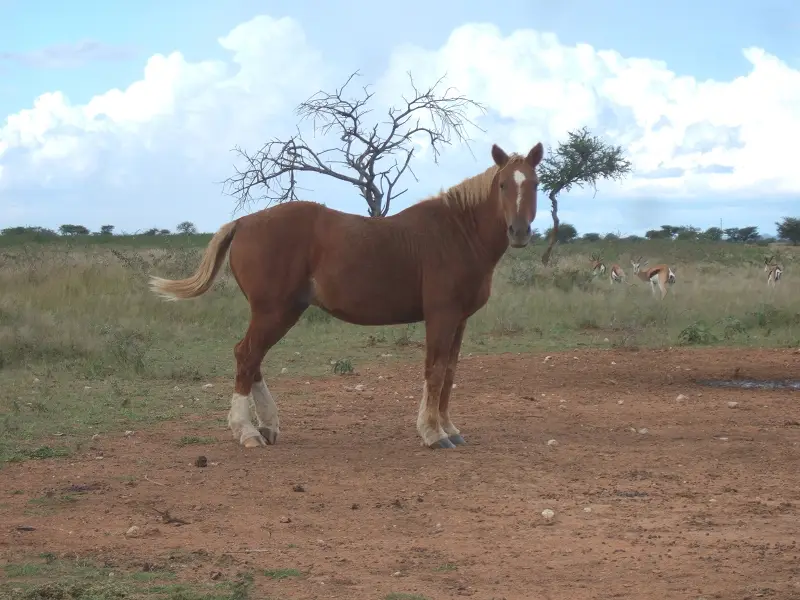 k-Pferd.JPG