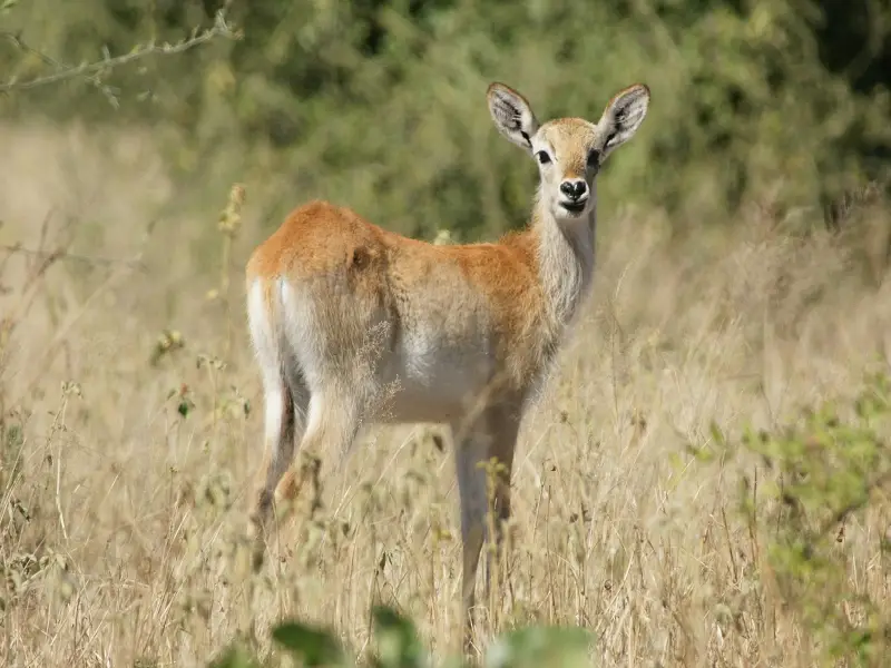 k-Puku-KitzMR008.JPG