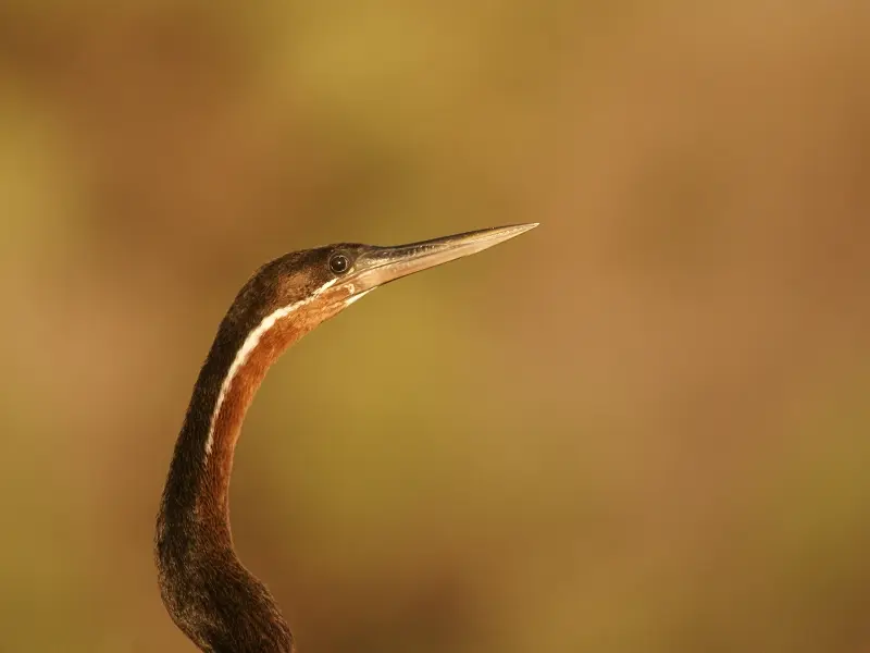 k-SchlangenhalsvogelMR036.JPG