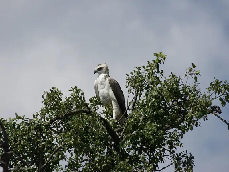 k-Silberadler-Chobe-NPMR101.JPG