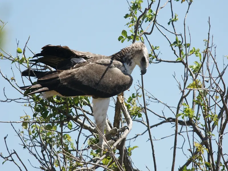 k-Silberadler-Chobe-NPMR106.JPG