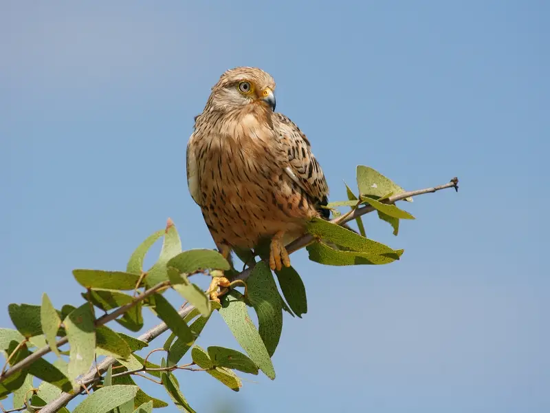 k-SteppenfalkeMR021_2011-06-07.JPG