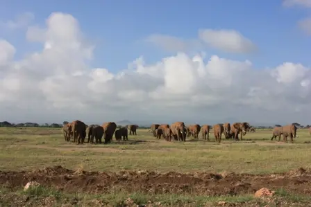 10.Amboseli.JPG