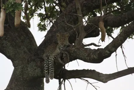10.Leopard.JPG