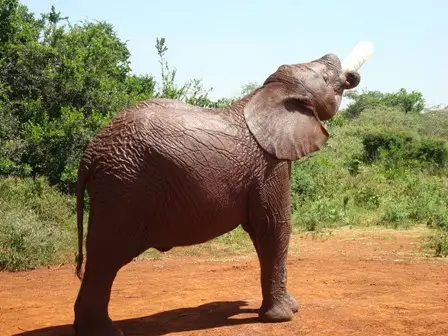 21Sheldrick.JPG
