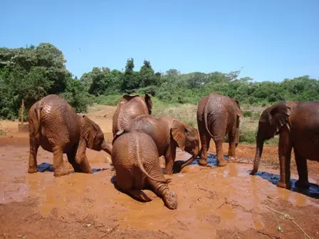 22Sheldrick.JPG