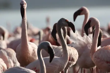 3.Flamingos.JPG