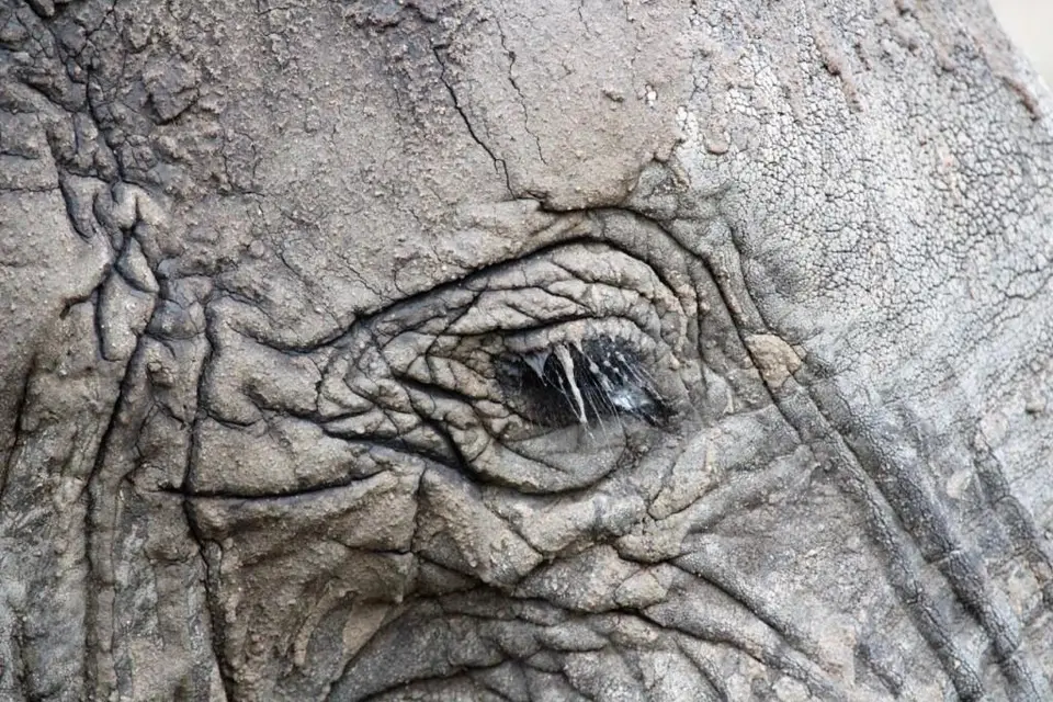 3.Tarangire(710).JPG