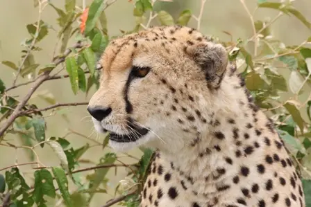 Gepard.JPG